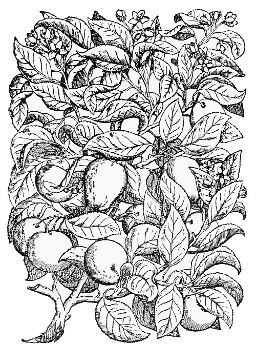 Text-fig. 44. “Malus” = Pyrus malus L., Apple [Mattioli, Commentarii,
1565]. Reduced.