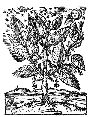 Text-fig. 45. “Arbor Malenconico” or “Arbor tristis”
= Tree of Sorrow [Durante, Herbario Nuovo, 1585].