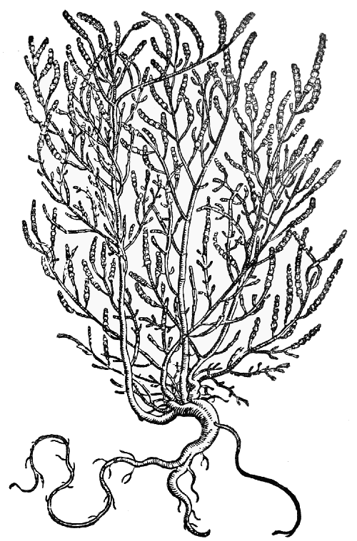 Text-fig. 47. “Kalli” = Salicornia, Glasswort [Prospero Alpino, De plantis
Ægypti, 1592].