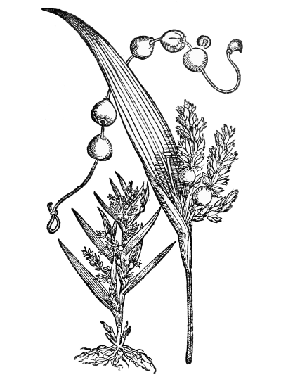 Text-fig. 48. “Lachryma Iob” = Coix lachryma-Jobi L.,
Job’s Tears [Simler, Vita Conradi Gesneri, 1566].