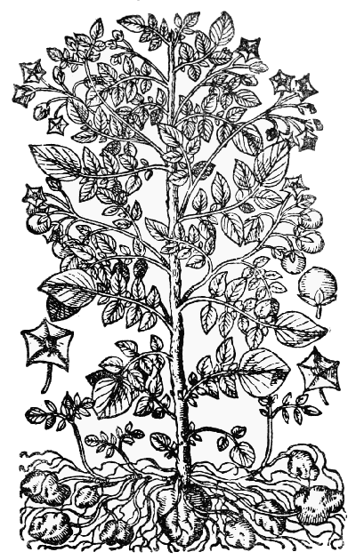 Text-fig. 49. “Solanum tuberosum esculentum” = Potato
[Bauhin, Prodromos, 1620].