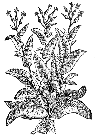 Text-fig. 52. “Tabaco” = Nicotiana, Tobacco [Monardes,
Joyfull newes out of the newe founde worlde, 2nd ed. 1580].