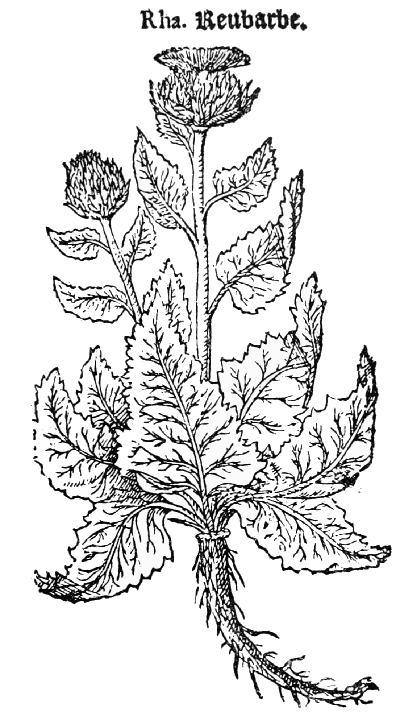 Text-fig. 53. “Reubarbe” = Centaurea rhaponticum L.
[Lyte, A Niewe Herball, 1578].