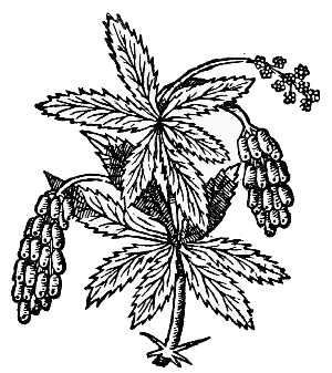 Text-fig. 55. “Barberry” = Berberis [Part of a large
wood-cut, Parkinson, Paradisus Terrestris, 1629].