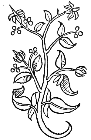 Text-fig. 56. “Cardamomum” = ? Solanum dulcamara L.,
Bittersweet [Ortus Sanitatis, Mainz, 1491].