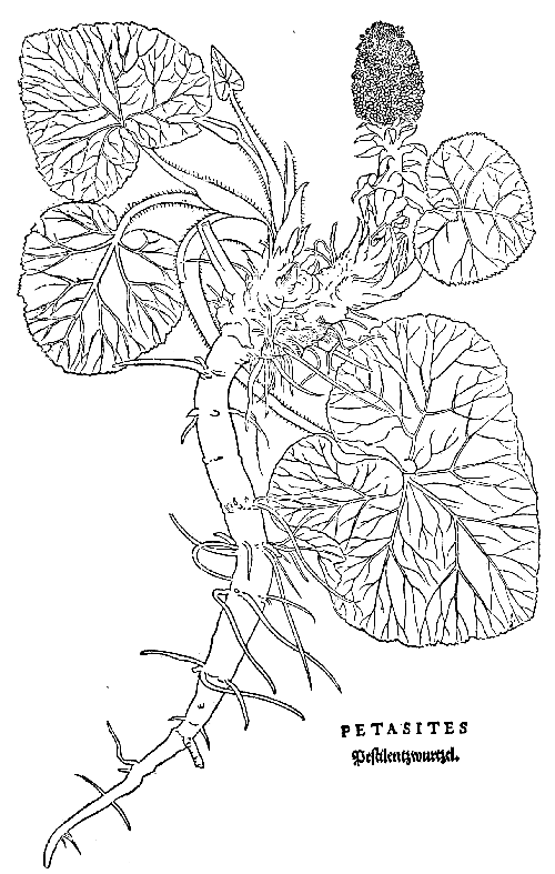 Text-fig. 58. “Petasites” = Butterbur [Fuchs, De historia stirpium,
1542]. Reduced.