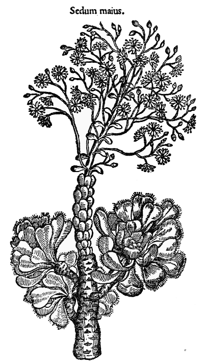 Text-fig. 58. “Petasites” = Butterbur [Fuchs, De historia stirpium,
1542]. Reduced.