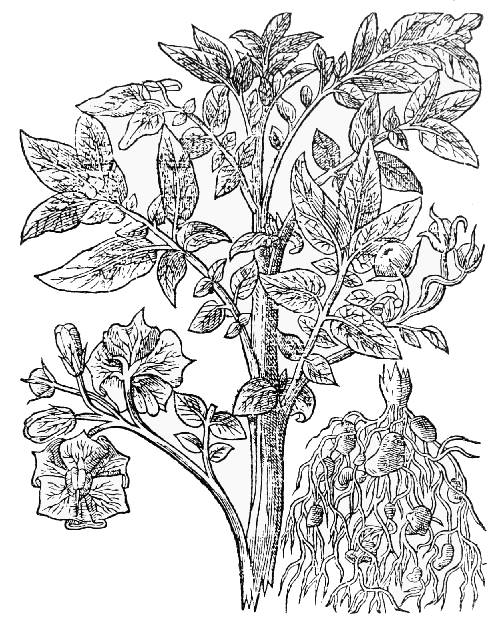 Text-fig. 60. “Battata Virginiana” = Solanum tuberosum L., Potato
[Gerard, The Herball, 1597].