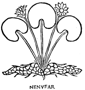 Text-fig. 65. “Nenufar” = Waterlily [Arnaldus de Villa Nova,
Tractatus de virtutibus herbarum, 1499].