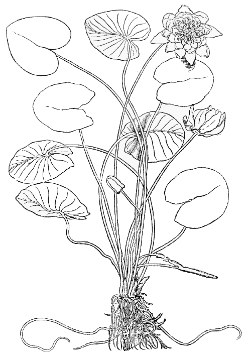 Text-fig. 66. “Nenuphar” = Nymphæa alba L., White Waterlily [Brunfels,
Herbarum vivæ eicones, Vol. I. 1530]. Reduced.