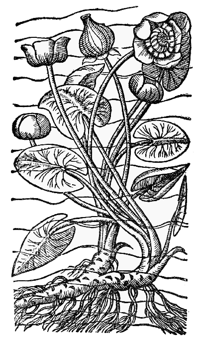 Text-fig. 67. “Gele Plompen” = Nuphar luteum Sm.,
Yellow Waterlily [de l’Obel, Kruydtbœck, 1581].
