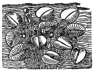 Text-fig. 68. “Ninfea” = Waterlily [Durante,
Herbario Nuovo, 1585].