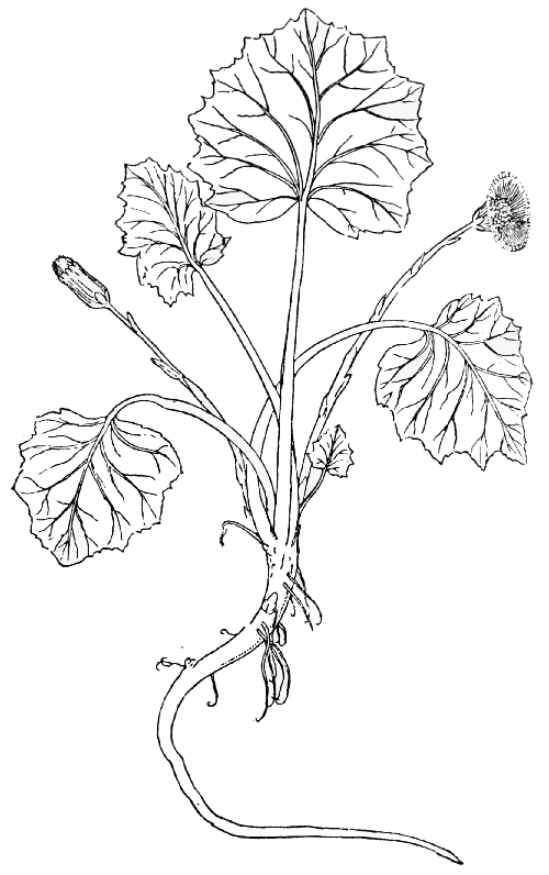Text-fig. 69. “Tussilago” = Tussilago farfara L., Coltsfoot [Fuchs,
De historia stirpium, 1542]. Reduced.