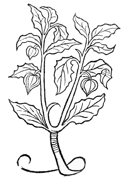 Text-fig. 79. “Alkekengi” = Physalis, Winter Cherry
[Ortus Sanitatis, Mainz, 1491].