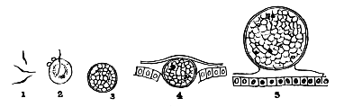 FIG. 2.—VARIOUS STAGES WHICH THE PARASITE OF THE ÆSTIVO-AUTUMNAL
FEVER, HÆMOMENAS PRÆCOX (ROSS), PASSES THROUGH IN THE BODY OF THE
MOSQUITO ANOPHELES. MAGNIFIED 2,000 TIMES. AFTER ROSS AND
FIELDING-OULD.

No. 1, Flagella or spermatozoa from male gametocyte (see Fig. 1
above); No. 2, flagellum or spermatozoön entering and fertilizing
the female gametocyte; No. 3, the fertilized cell or zygote; Nos.
1, 2, 3, are found in the blood in the stomach of the Anopheles;
No. 4, the fertilized cell piercing the wall of the stomach of the
mosquito to come to rest at No. 5, between the epithelial lining of
the stomach and the muscular sheath.

To face page 136.

