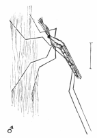 ANOPHELES MACULIPENNIS.

MALE, IN CHARACTERISTIC ATTITUDE.