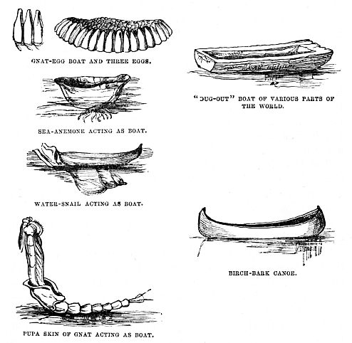Image unavailable: GNAT-EGG BOAT AND THREE EGGS.

“DUG-OUT” BOAT OF VARIOUS PARTS OF THE WORLD.

SEA-ANEMONE ACTING AS BOAT.

WATER-SNAIL ACTING AS BOAT.

BIRCH-BARK CANOE.
PUPA SKIN OF GNAT ACTING AS BOAT.