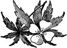 Ilustración de adorno