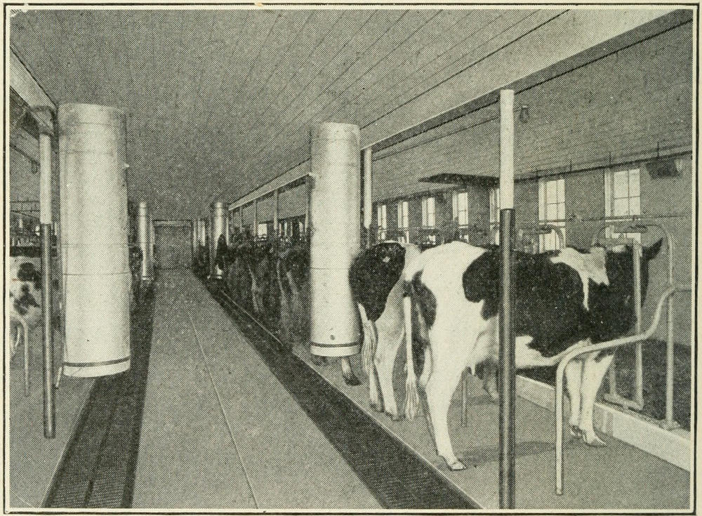 Interior of the barn showing large ventilating flues. At
the side of the room are the air-intakes